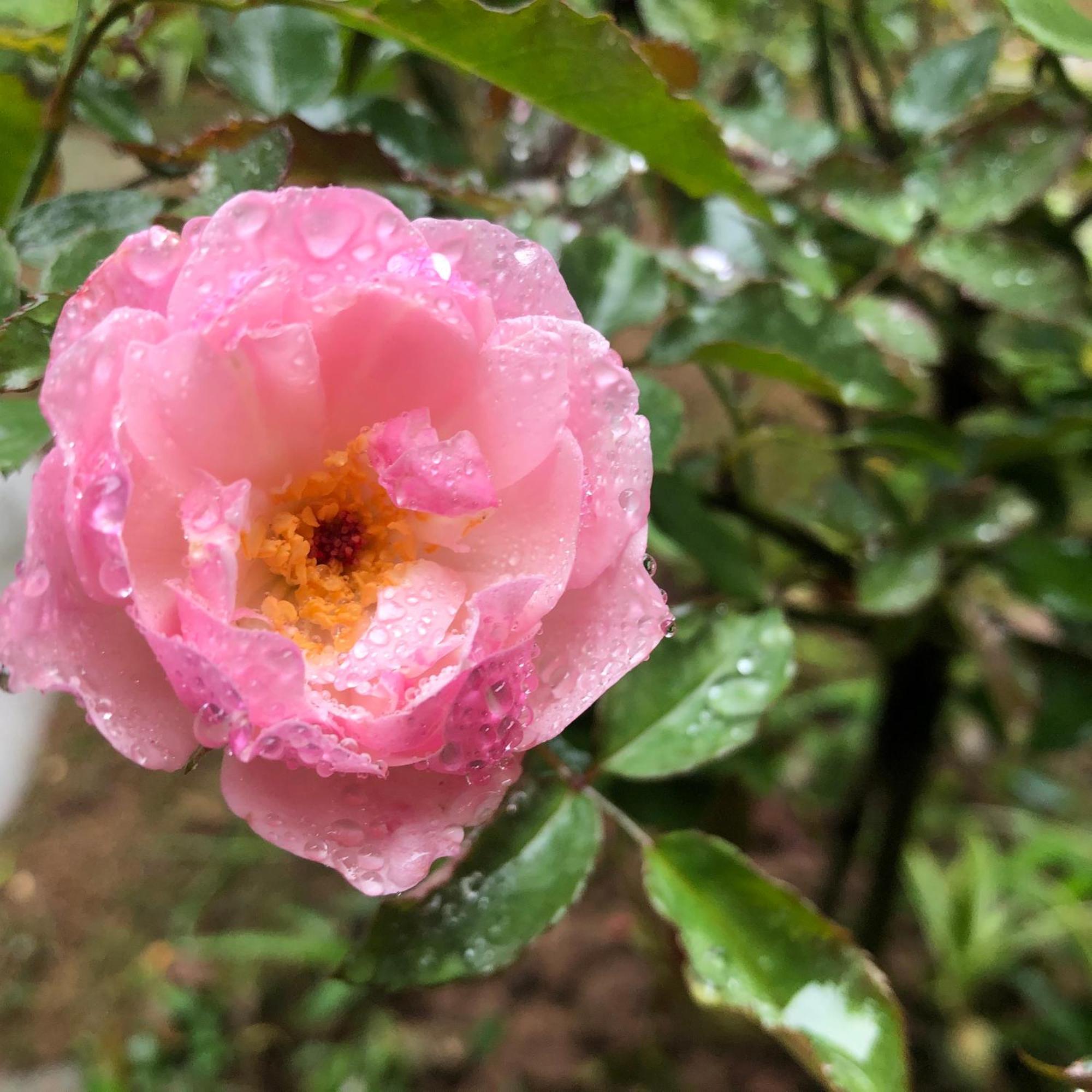 Trang An Moon Garden Homestay Ninh Binh Eksteriør billede